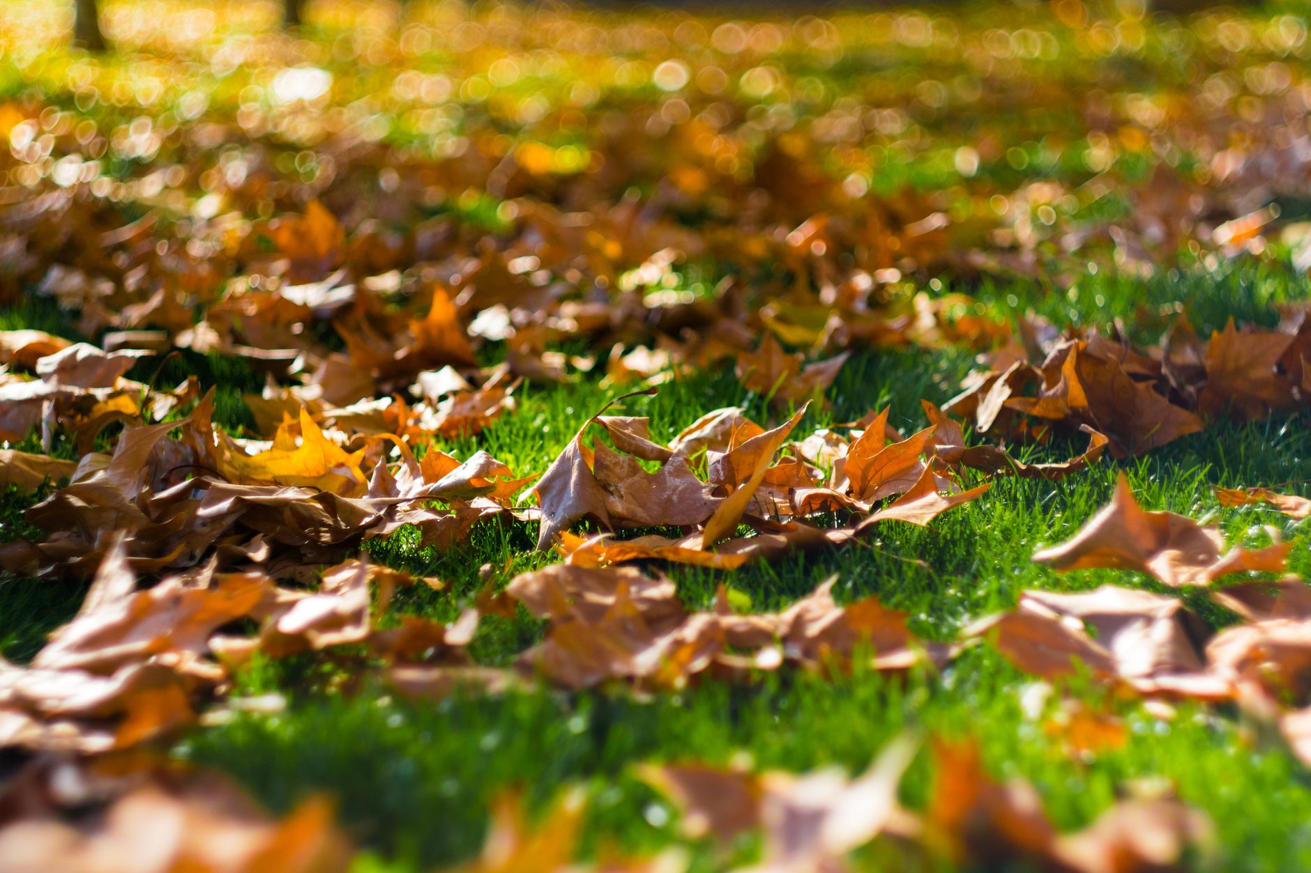 Autumn leaves on a green lawn — fall is the best time to plant grass seed in northern regions