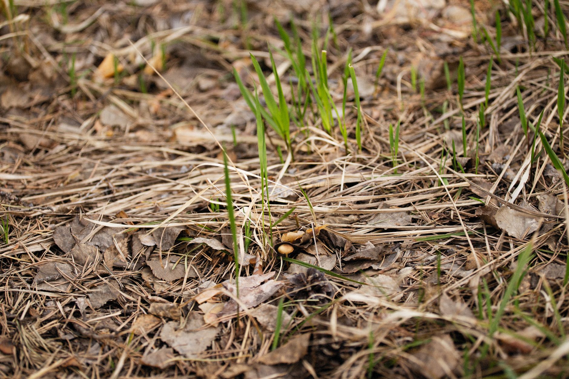 Young grass blades emerging from spring soil after seeding
